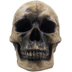 Spooky Human Skull Statuette for Scary Figurines and Sculptures As Halloween Party Decorations or Gothic Decor Collectible Skeleton Gifts