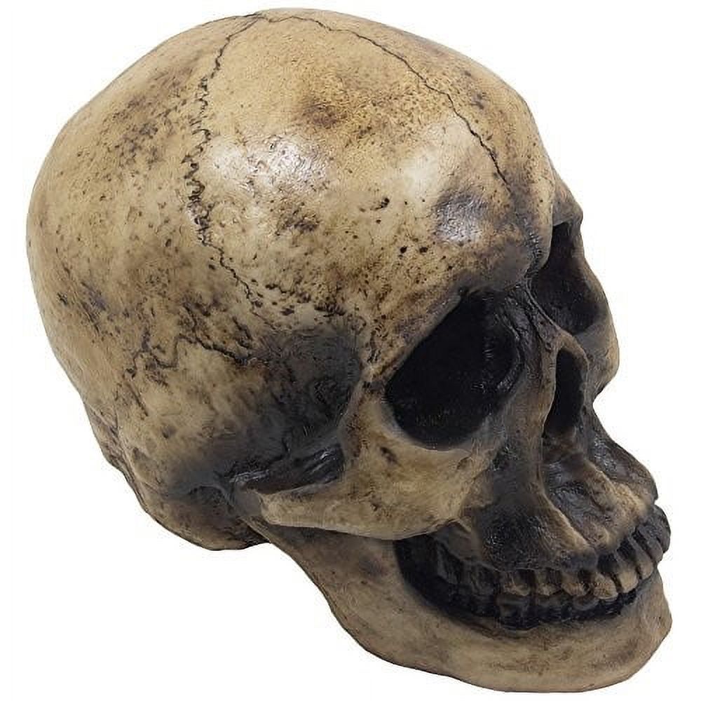 Spooky Human Skull Statuette for Scary Figurines and Sculptures As Halloween Party Decorations or Gothic Decor Collectible Skeleton Gifts