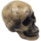 Spooky Human Skull Statuette for Scary Figurines and Sculptures As Halloween Party Decorations or Gothic Decor Collectible Skeleton Gifts