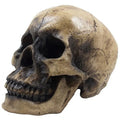 Spooky Human Skull Statuette for Scary Figurines and Sculptures As Halloween Party Decorations or Gothic Decor Collectible Skeleton Gifts