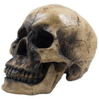 Spooky Human Skull Statuette for Scary Figurines and Sculptures As Halloween Party Decorations or Gothic Decor Collectible Skeleton Gifts
