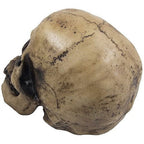 Spooky Human Skull Statuette for Scary Figurines and Sculptures As Halloween Party Decorations or Gothic Decor Collectible Skeleton Gifts